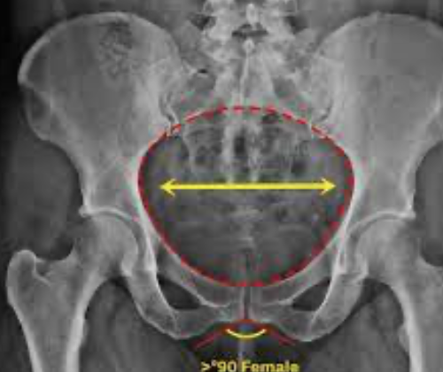 Grazie Pozo Christie, M.D. tweet media