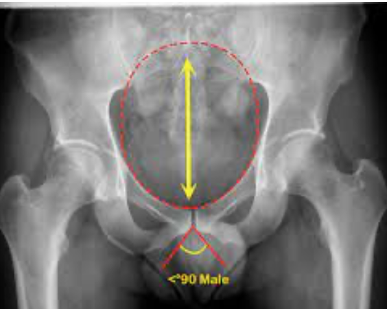 Grazie Pozo Christie, M.D. tweet media