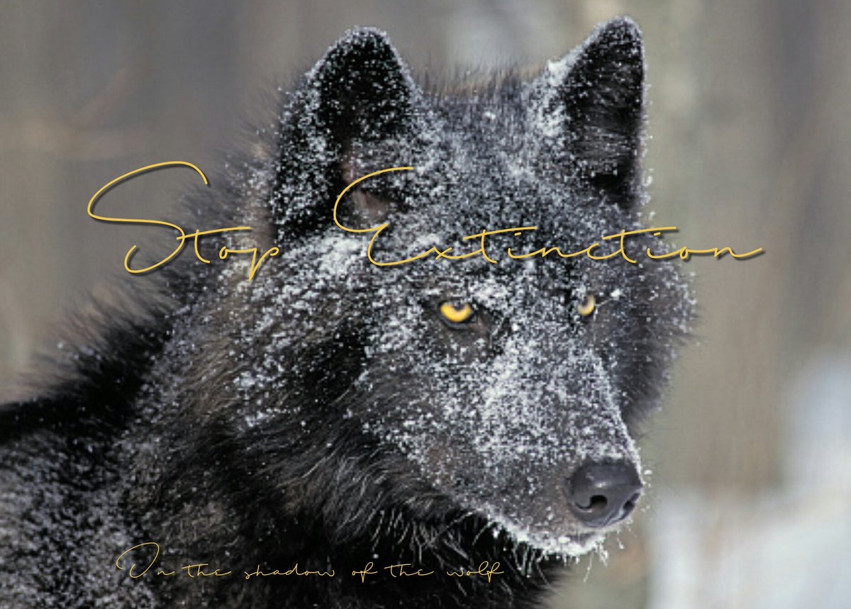 AEAllen27's tweet photo. An unprecedented 165 #AlexanderArchipelagoWolves were killed during the 2019-2020 trapping season after state/federal wildlife managers ignored the recommendations of their wolf management program. Protect under #ESA @POTUS @SecDebHaaland @USFWS #StopExtinction https://t.co/XQvHuIIMgT