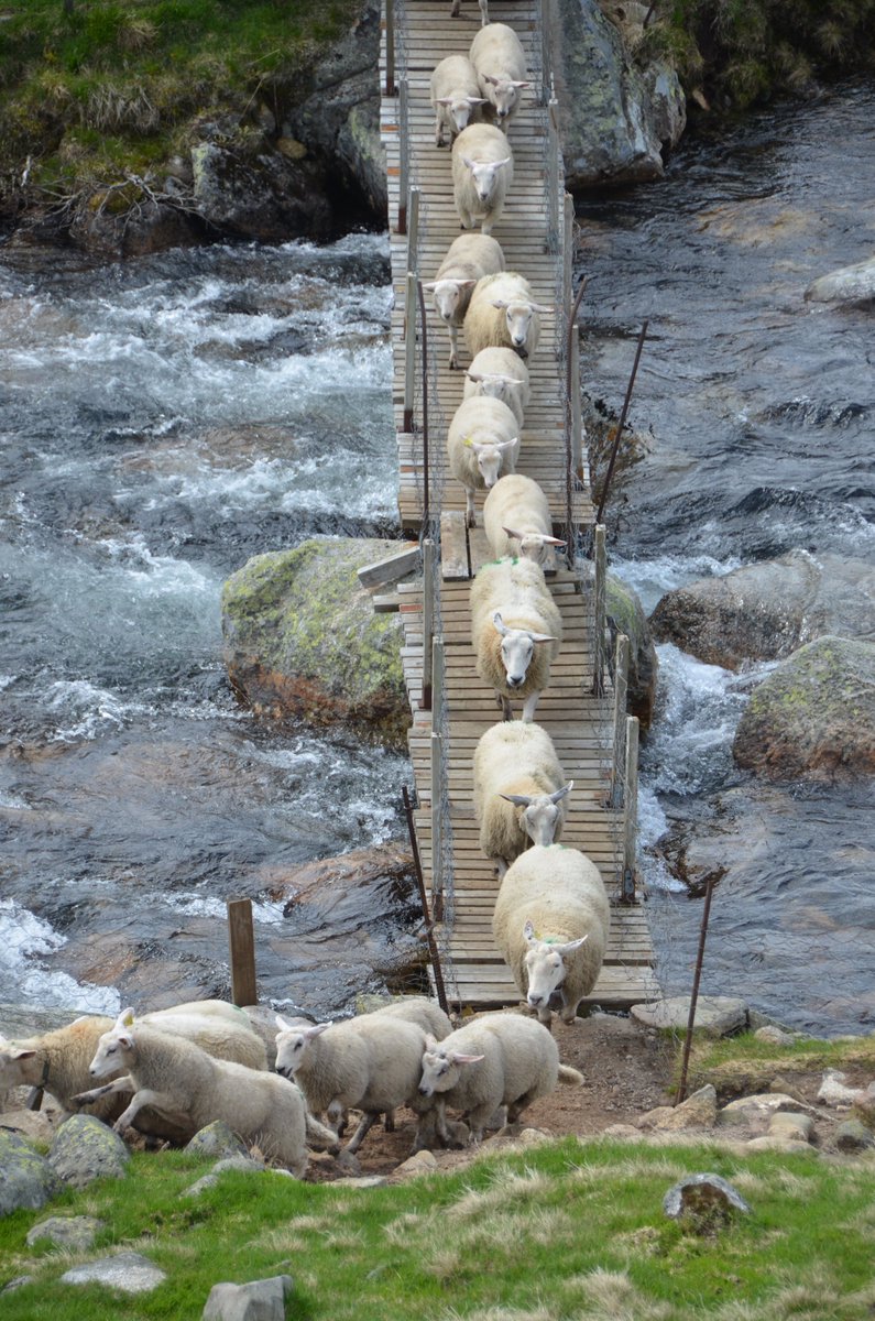 Look! A queue of sheep rushing to order their copy of "The World of Sheep and Goats" from moredun.org.uk/shop/books/the…! 
Thanks to Snorre Stuen for his great photo of sheep on summer pasture in the Norwegian mountains. <a href="/Sheepvetsoc/">Sheep Veterinary Soc</a> <a href="/Moreduncomms/">The Moredun Foundation</a>