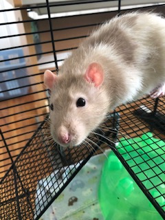 BeckySheehan22's tweet photo. @tonyposnanski Remi says hi! https://t.co/NinnGXoasN