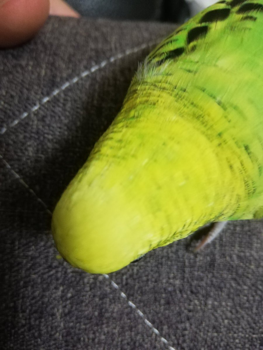 #セキセイインコのなち
今日のなっちゃん🕊️💛