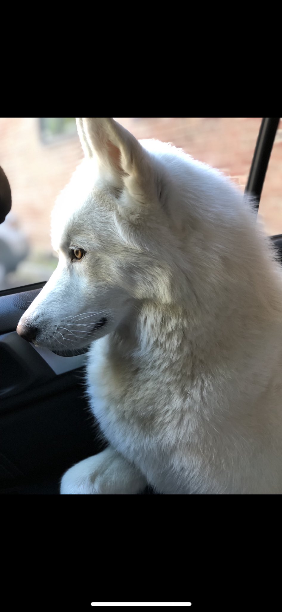 Happy 4th bday to my baby boy John Snow 
