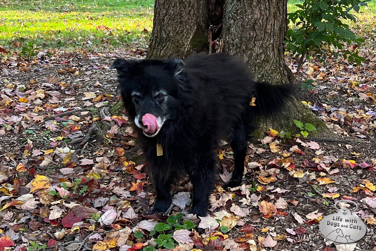 WithDogsAndCats's tweet photo. My dog Lilah has the most amazing tongue. #touchhernosewithhertongue. #wishicoulddothat #tongueouttuesday #mydog #blackdog #seniordog #graymuzzle https://t.co/4S8Da17DQi