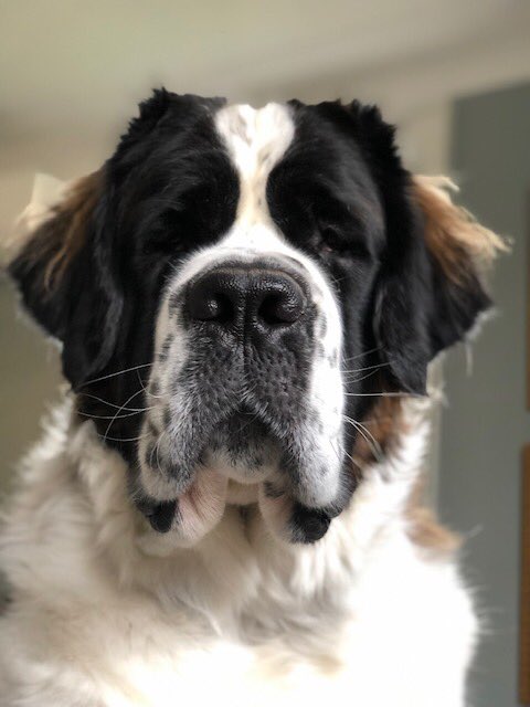 I’m obsessed with this little girl. Well let’s face it, at 170lbs she’s our big girl. #Gracie #stbernard <a href="/dog_rates/">WeRateDogs</a> 👀❤️🐶