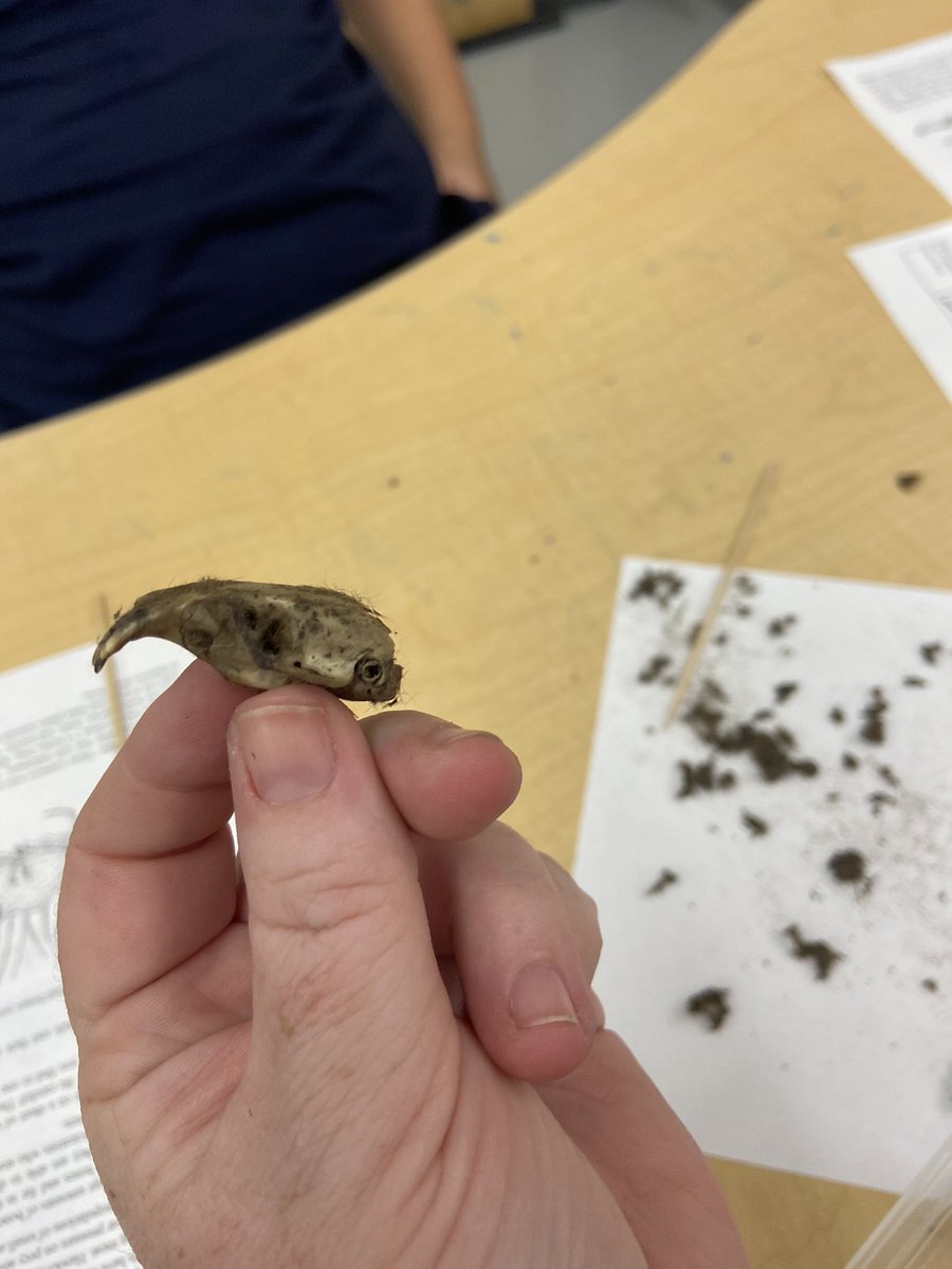 chellymil's tweet image. Have you ever dissected an owl pellet? We did! Now the grade 7 students @BishopMacTCDSB get to piece the bones together and identify the animals that the owls ate!