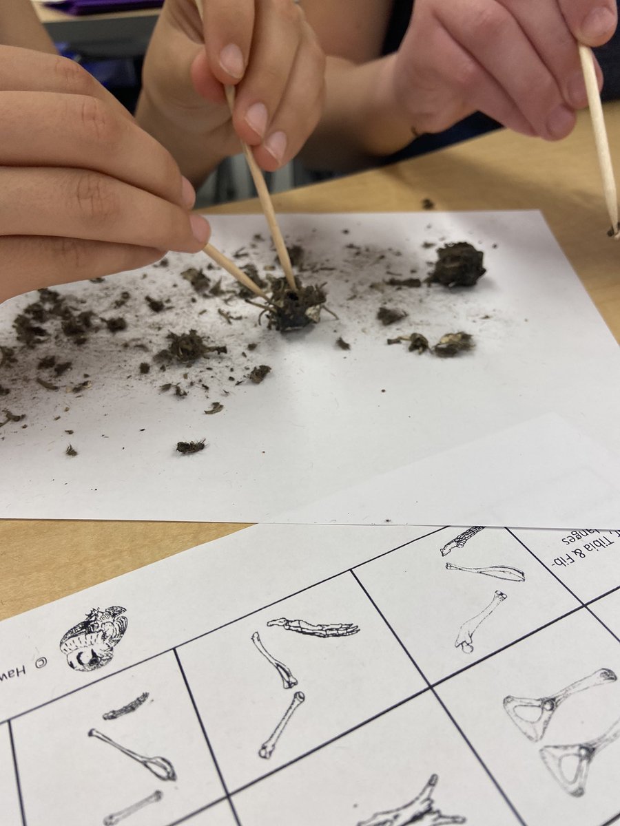 chellymil's tweet image. Have you ever dissected an owl pellet? We did! Now the grade 7 students @BishopMacTCDSB get to piece the bones together and identify the animals that the owls ate!