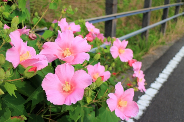 kenblo33's tweet photo. 11月10日の誕生花の１つ #フヨウ
花言葉はしとやかな恋人、繊細な美���ど🌼
１つ１つの花は朝に咲いて夕方にはしぼむ一日花ですが、夏の間は白やピンクの大きくて美しい花を次々咲かせ続ける芙蓉✨
その一輪一輪の繊細で美しい花姿から繊細な美！花言葉からもわかる様に昔から美しい女性を表現する花🍀 https://t.co/H7uEbQEuba