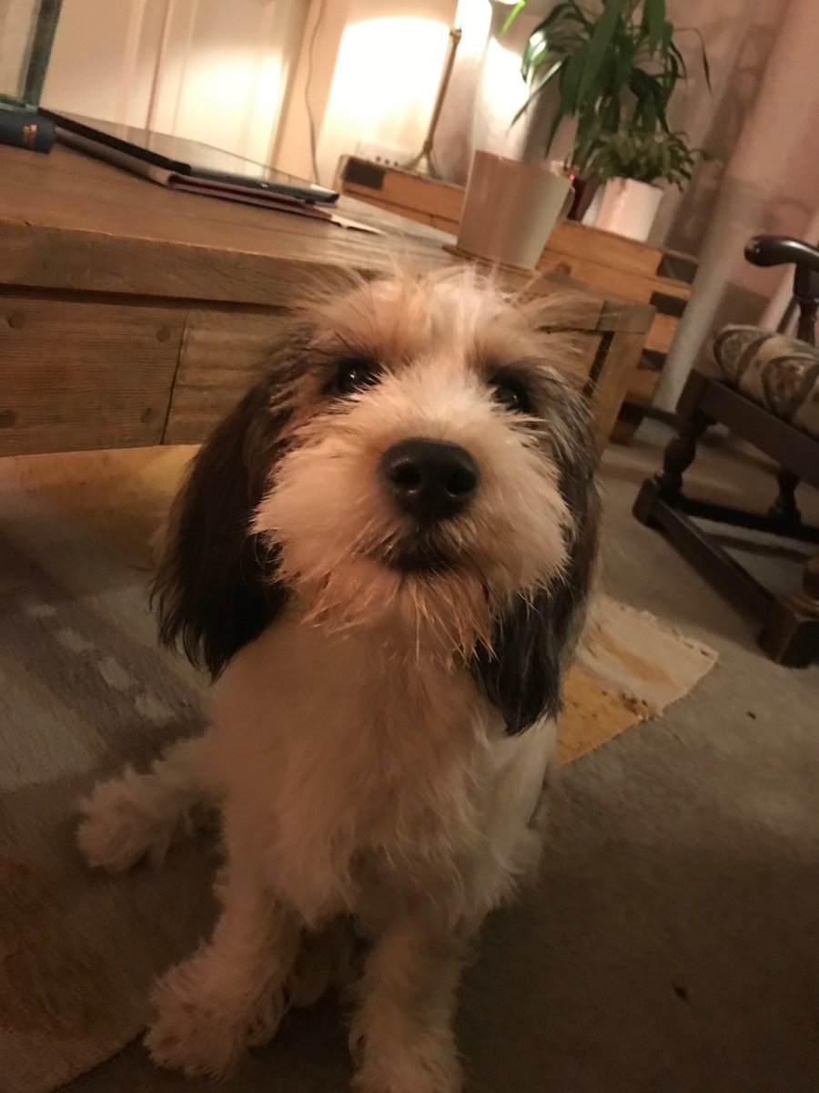 TweetingFBird's tweet photo. @MarieA_St Wallace hopes your week improves Marie! https://t.co/bDDh0D55Cr
