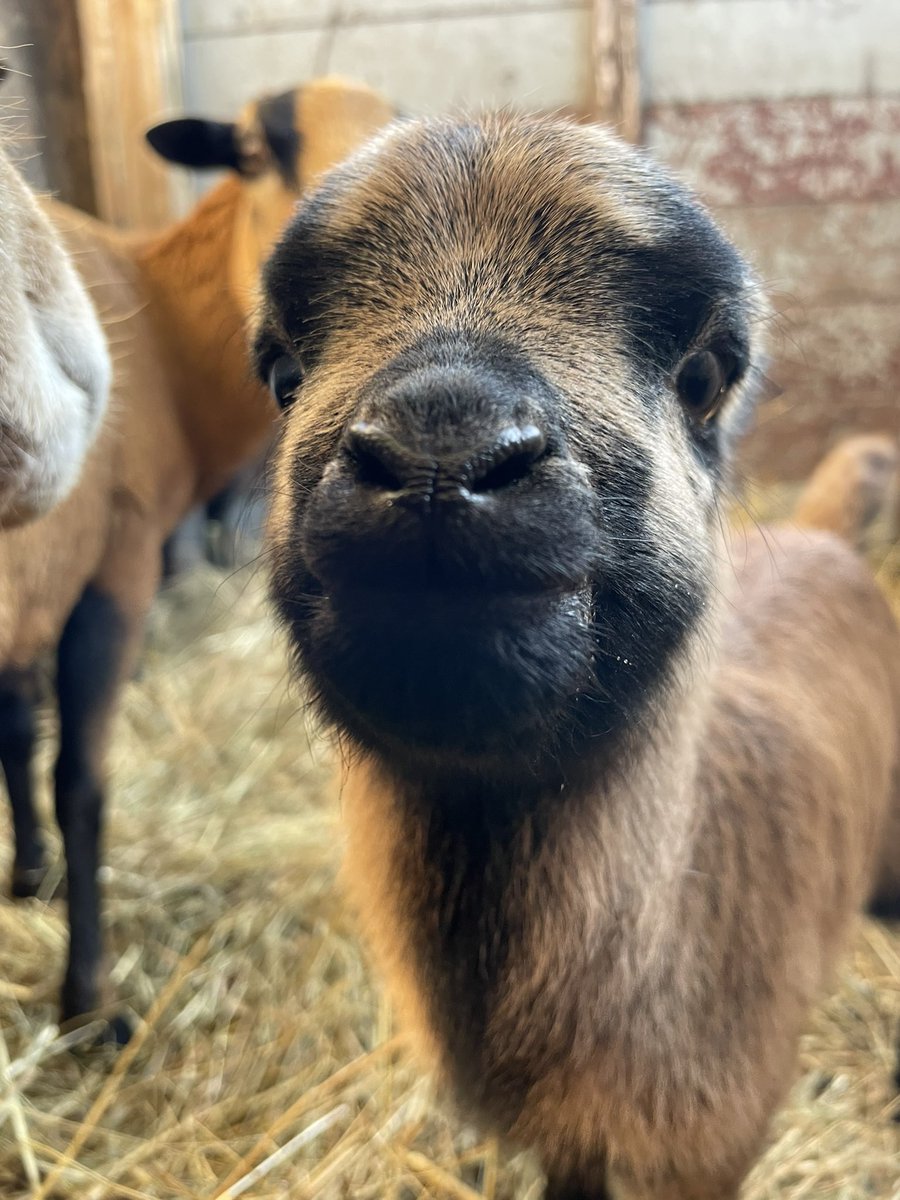 Lisas_Leben's tweet photo. My daily dose of serotonin.♥️ #sheep #lamb #dailydoseofserotonin https://t.co/ep1n3vI2Re
