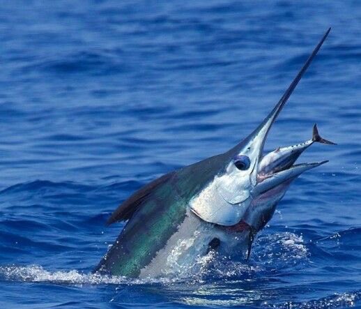DubaifishingTrp's tweet photo. Elite Pearl Yachts Dubai
Book your yacht now and call or whatsapp
๐ฒ +971569006608
https://t.co/xx4J42n1F8
#dubaiyachts #dubaiboats #yachtparty #boatparty #yachtsdubai #boatsdubai #dubai #visitdubai #dubai๐ฆ๐ช #yachtpartydubai #dubaitour #dubaimarina #dubaiyacht #dubaiboat . https://t.co/OwshtZOWld
