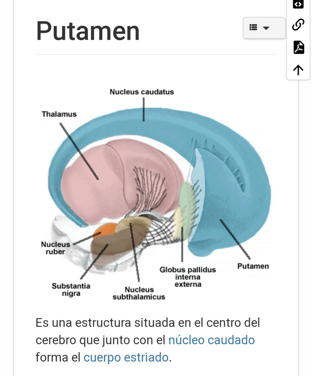 Muntsatbel's tweet photo. Sembla que hi ha una part del cervell que es diu PUTAMEN. https://t.co/daZSH3ECx2