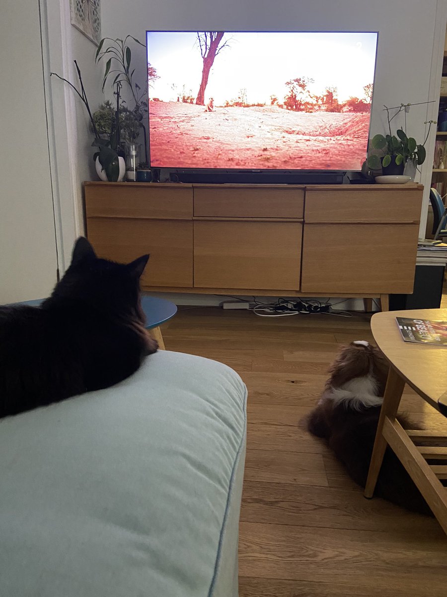 Cécile Bourbon ✨ tweet media