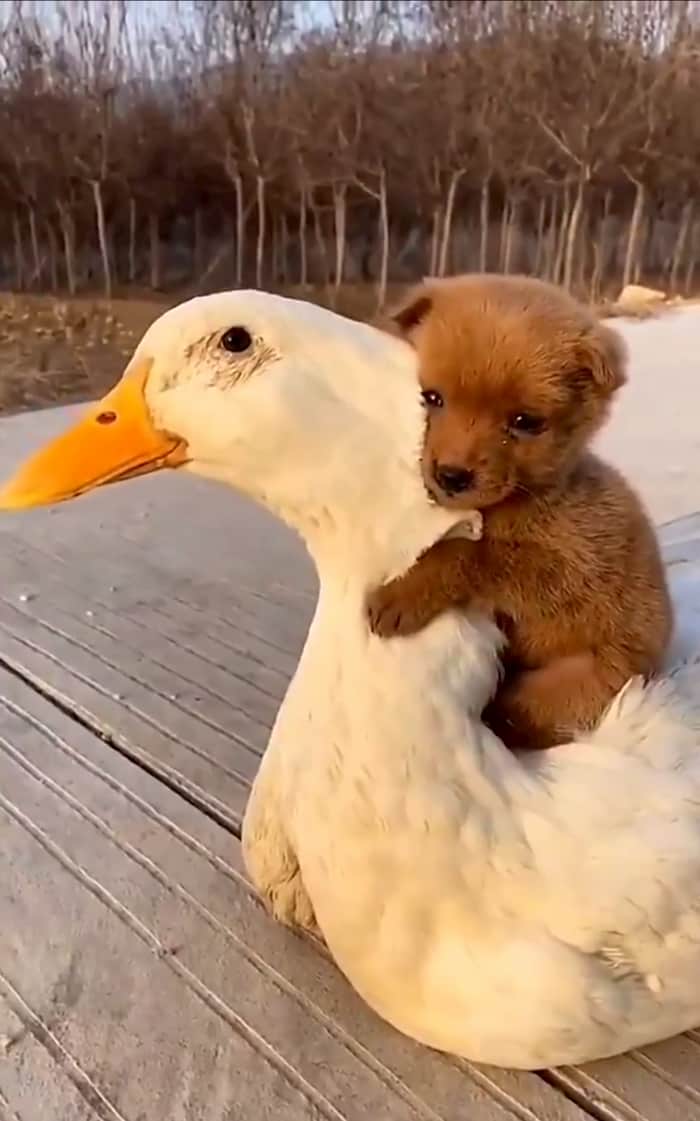 Barbara74048755's tweet photo. @HamillHimself @HamillHimself the news always makes me so very depressed when I watch it . Mark this is a very adorable 🥰 picture of a  puppy 🐶sitting on a duck 🦆 .  
#AnimalsAlwaysMakeUsHappy https://t.co/9Im6xAmM8y