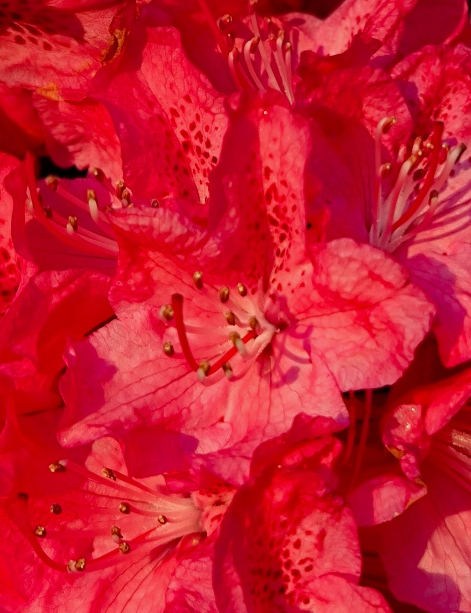 BEAUTIFUL RED. 
@PhotographyBja