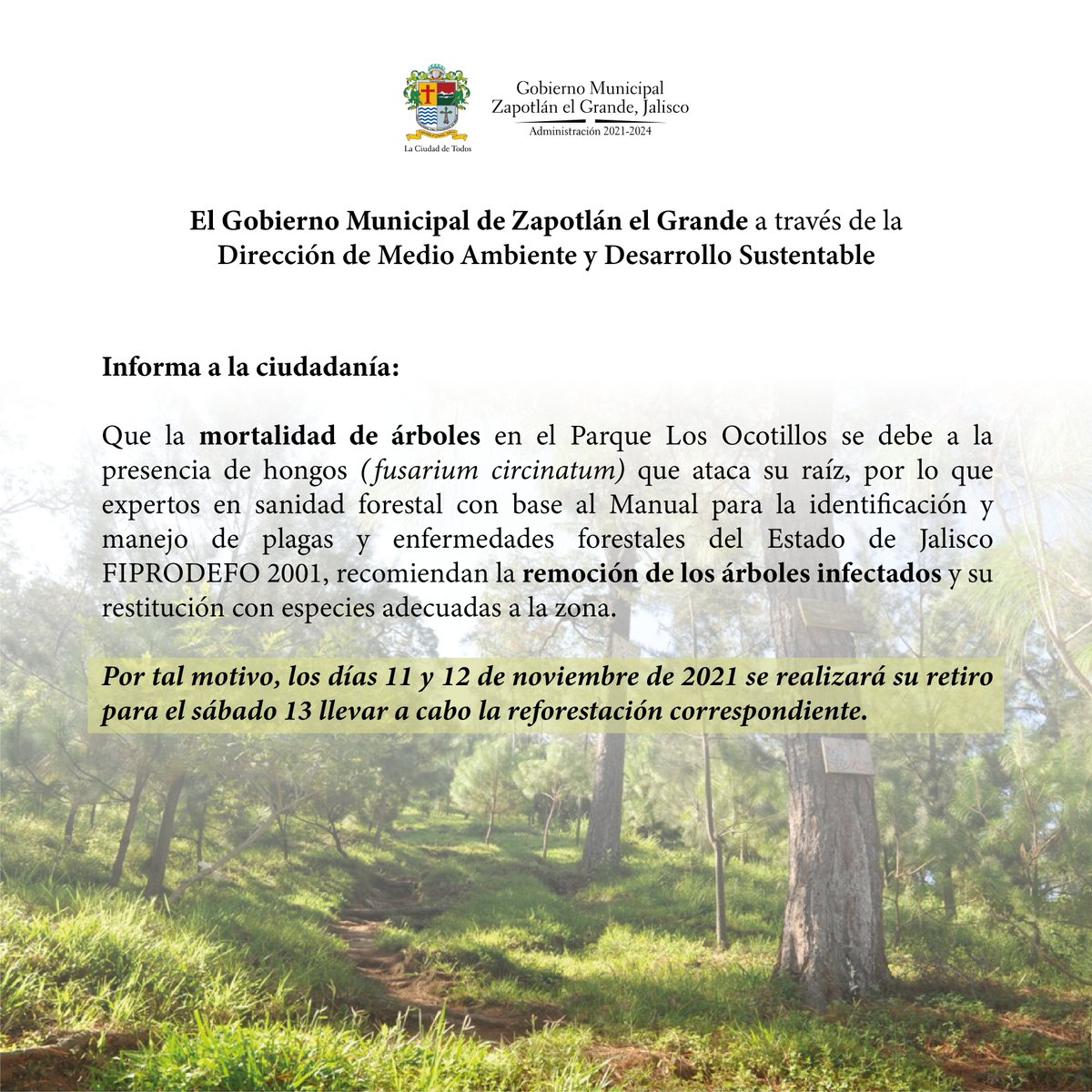 ZapotlanGob's tweet photo. Dada la importancia que representa nuestro Parque “Los Ocotillos”, es de interés del @ZapotlanGob que se conserve en óptimas condiciones, por ello varios árboles debido a un hongo que afecta sus raíces y acelera su mortalidad, serán removidos y reemplazados con árboles sanos. https://t.co/FRfzd00KiK