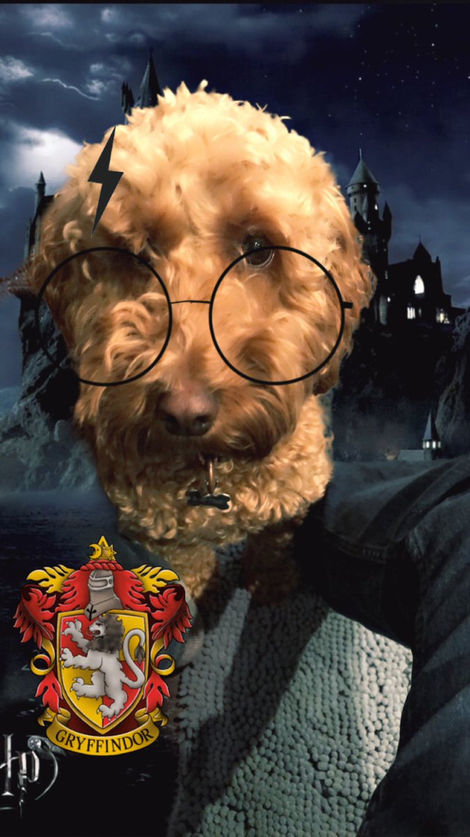 #KidsAwardsChat couldn’t leave the pooch out of this - Harry Cockapotter 😂 #magicalselfie <a href="/WhatsOn4KidsUK/">What's On 4 Kids UK</a> <a href="/creationstation/">The Creation Station</a> <a href="/MortonMichel/">Morton Michel</a> <a href="/wbtourlondon/">Warner Bros. Studio Tour London</a> <a href="/dramatots/">Drama Tots UK</a> <a href="/TrustistUK/">Trustist</a> <a href="/tweetthinksmart/">ThinkSmart Software</a> @KidslingoBexM @KidslingoAmyA #whatson4kidsawards