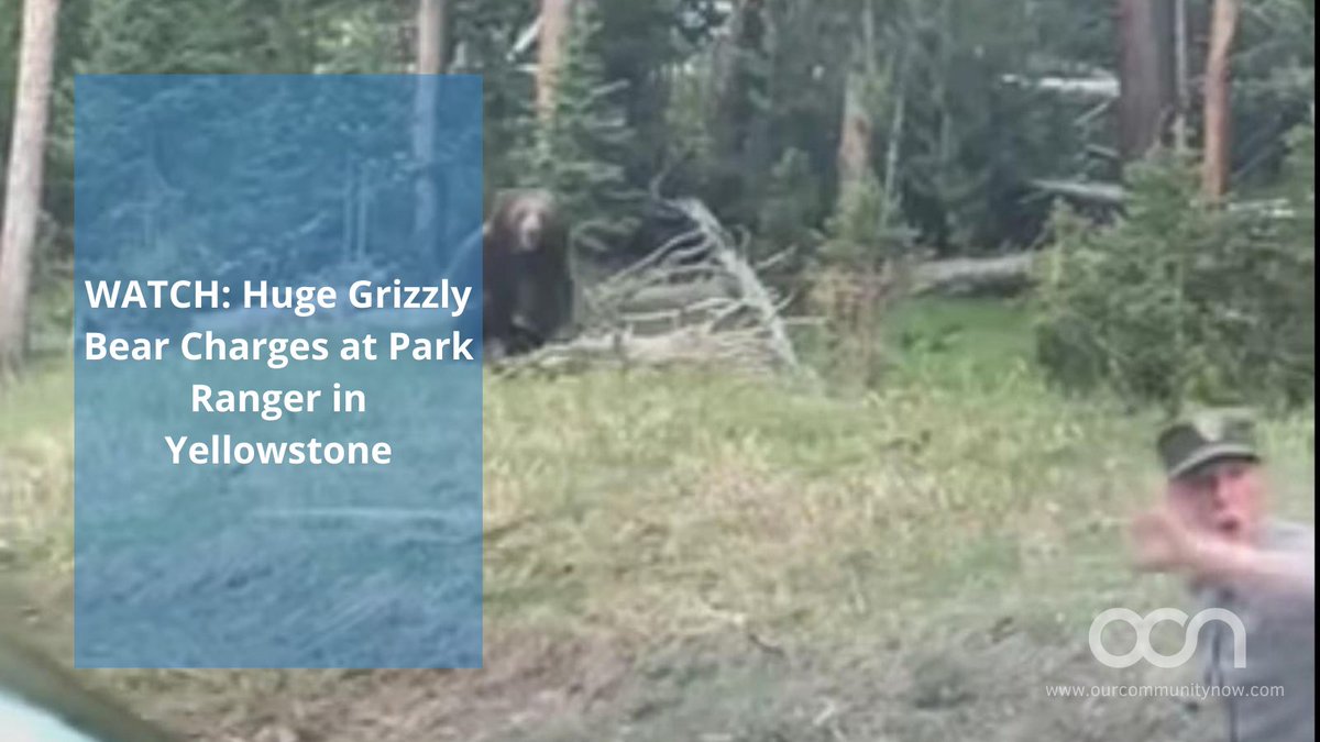 OCN_DC's tweet photo. This ain't Yogi Bear ... 🐻
WATCH 👉  https://t.co/5StdFkDBRH

#bear #bearattack #OCN #parkranger https://t.co/r9UDhOzqF9