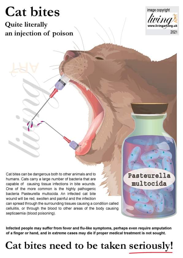 Inspired to create this artwork because a friend was turned away from A&amp;E recently, one of the nursing staff refused to take the bite seriously. Poor friend readmitted the same day after becoming really ill, spent four days in hospital. Don't get fobbed off if this happens to YOU