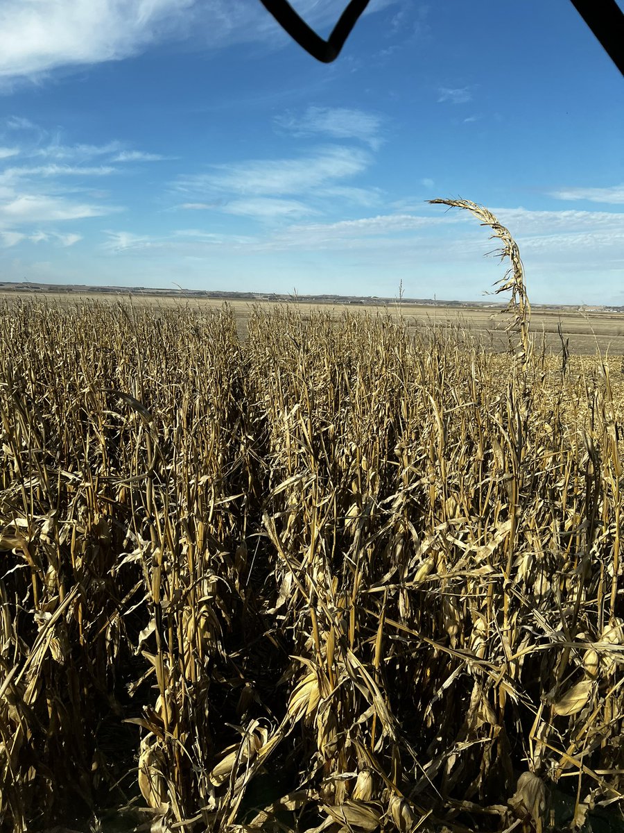 Q Connealy tweet media