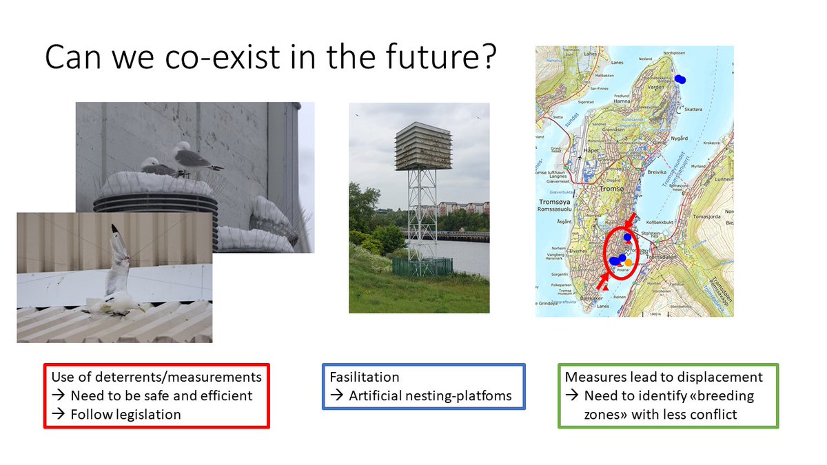 (5/6) We experience human-kittiwake co-existence is not easy. Urbanization leads to stress to both birds and humans. Strong need for positive solutions (kittiwake hotels and less conflict zones) and overall plans from management authorities. #BOUasm21 #sesh6