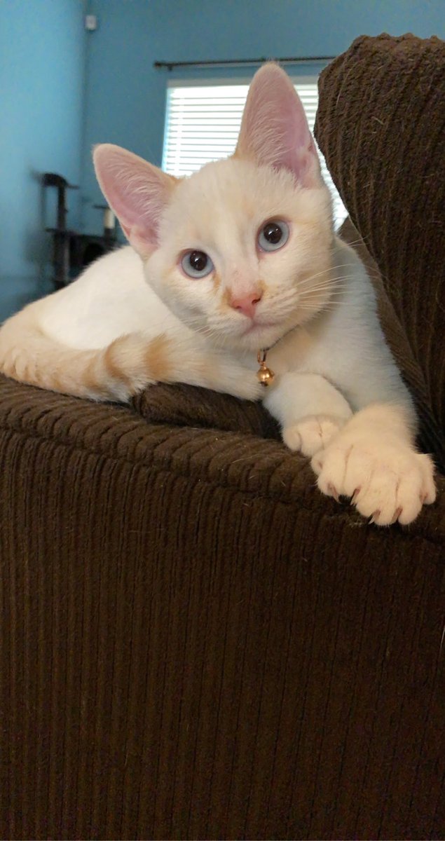 When you realize your kitten is a Flame Point Siamese … #kittensoftwitter #flamepointsiamese #polydactyl
