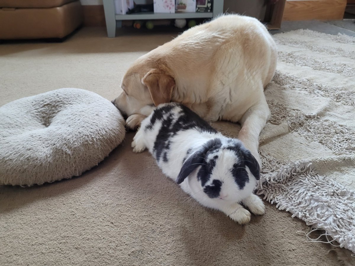 fifilong1958's tweet photo. Just an average rainy day in our house. #rabbits #yellowlabradors #lopbunny #TuesdayFeeling https://t.co/URKzrur2YA