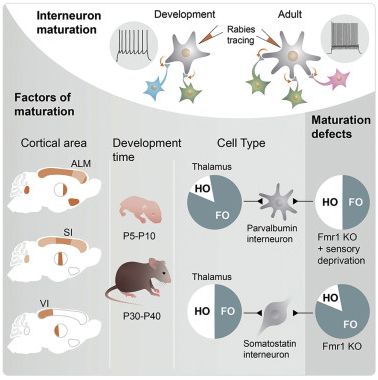 Excited to have the wonderful study by Gabrielle Pouchelon out in Cell Reports
@GPouchelon
 , which examines the logic by which Somatostatin and Parvalbumin interneurons establish afferent connectivity in sensory and associative cortex.  cell.com/cell-reports/f…