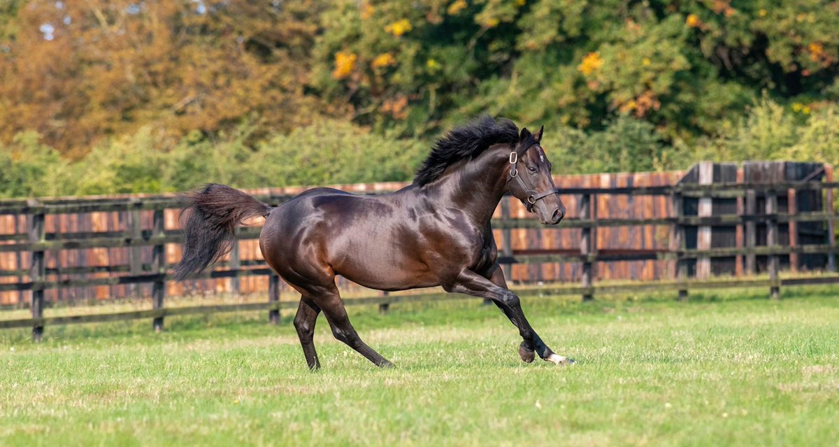 EBN (@bloodstocknews) on Twitter photo 💥 Another individual 2yo winner for <a href="/NatStudStallion/">The National Stud</a>'s ACLAIM (pic) 💥
🏇 <a href="/Tattersalls1766/">Tattersalls</a> grad BAILEYS ACCOLADE wins the 6f maiden <a href="/NewcastleRaces/">Newcastle Racecourse</a>. Bred by Petches Farm Ltd, she is a half-sister to Stakes winner BAILEYS JUBILEE
📰 Catch her pedigree review in tonight's EBN 💥 Another individual 2yo winner for <a href="/NatStudStallion/">The National Stud</a>'s ACLAIM (pic) 💥
🏇 <a href="/Tattersalls1766/">Tattersalls</a> grad BAILEYS ACCOLADE wins the 6f maiden <a href="/NewcastleRaces/">Newcastle Racecourse</a>. Bred by Petches Farm Ltd, she is a half-sister to Stakes winner BAILEYS JUBILEE
📰 Catch her pedigree review in tonight's EBN