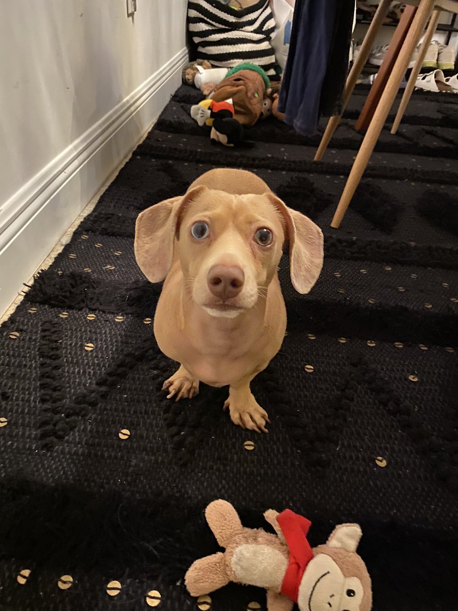 DMezz10's tweet photo. Hiya, Twitter! Charlie’s the name &amp; boiled chickens my game. Who’s available for my 1pm b-rub? #minidachshund https://t.co/C9yTVWD91D