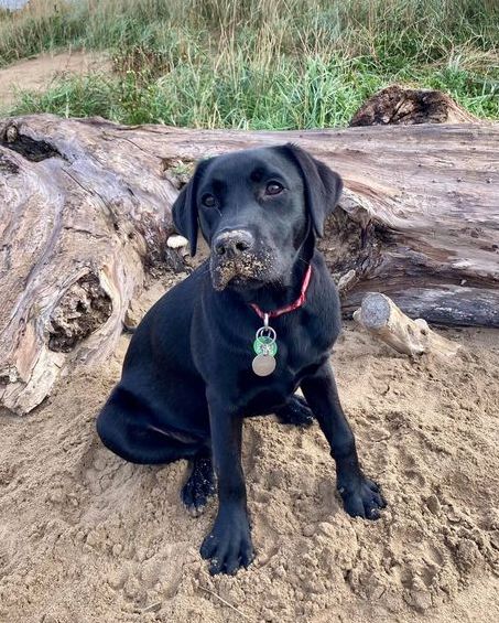 DogsForGoodUK's tweet photo. It might be November but 7 month old Luna went for an early morning beach run, made friends with everyone she met and... is there something on her nose? https://t.co/AFuNRJ2lXa