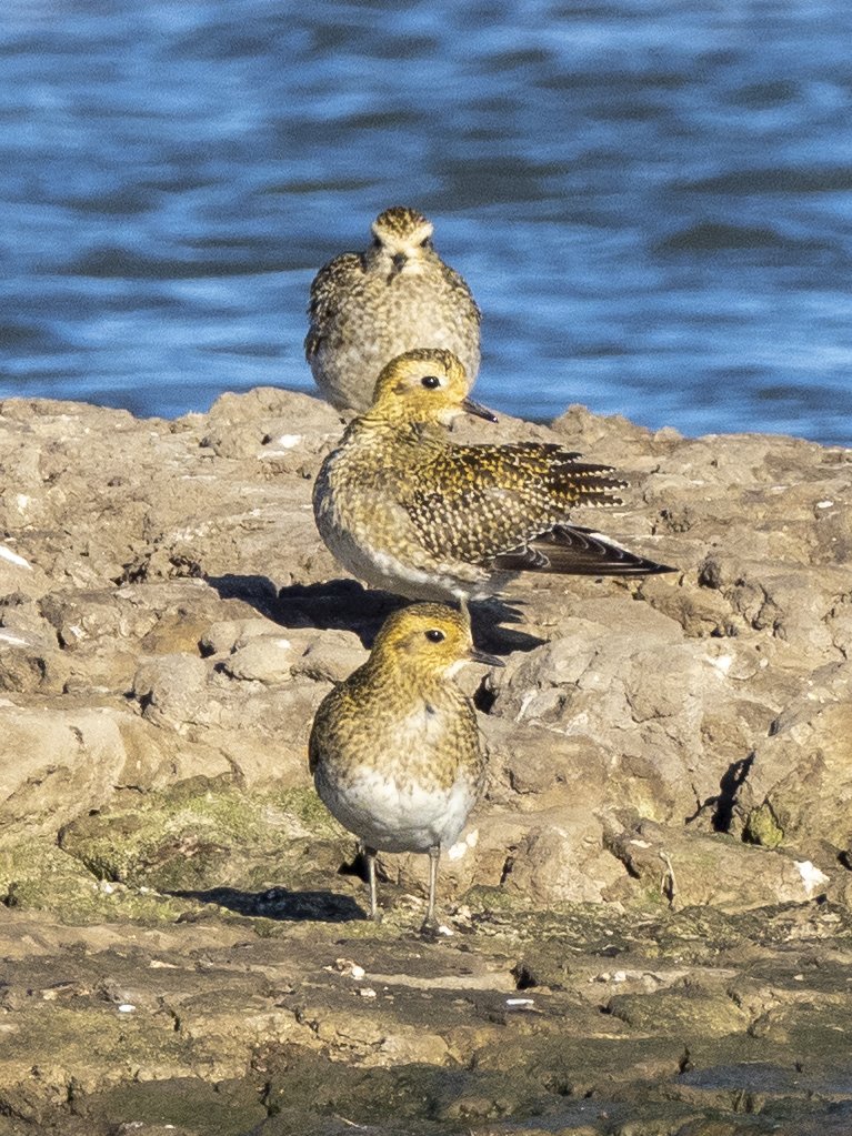 Golden plovers living up to their name in the sunshine <a href="/RSPBTitchwell/">RSPB Titchwell Marsh</a> today