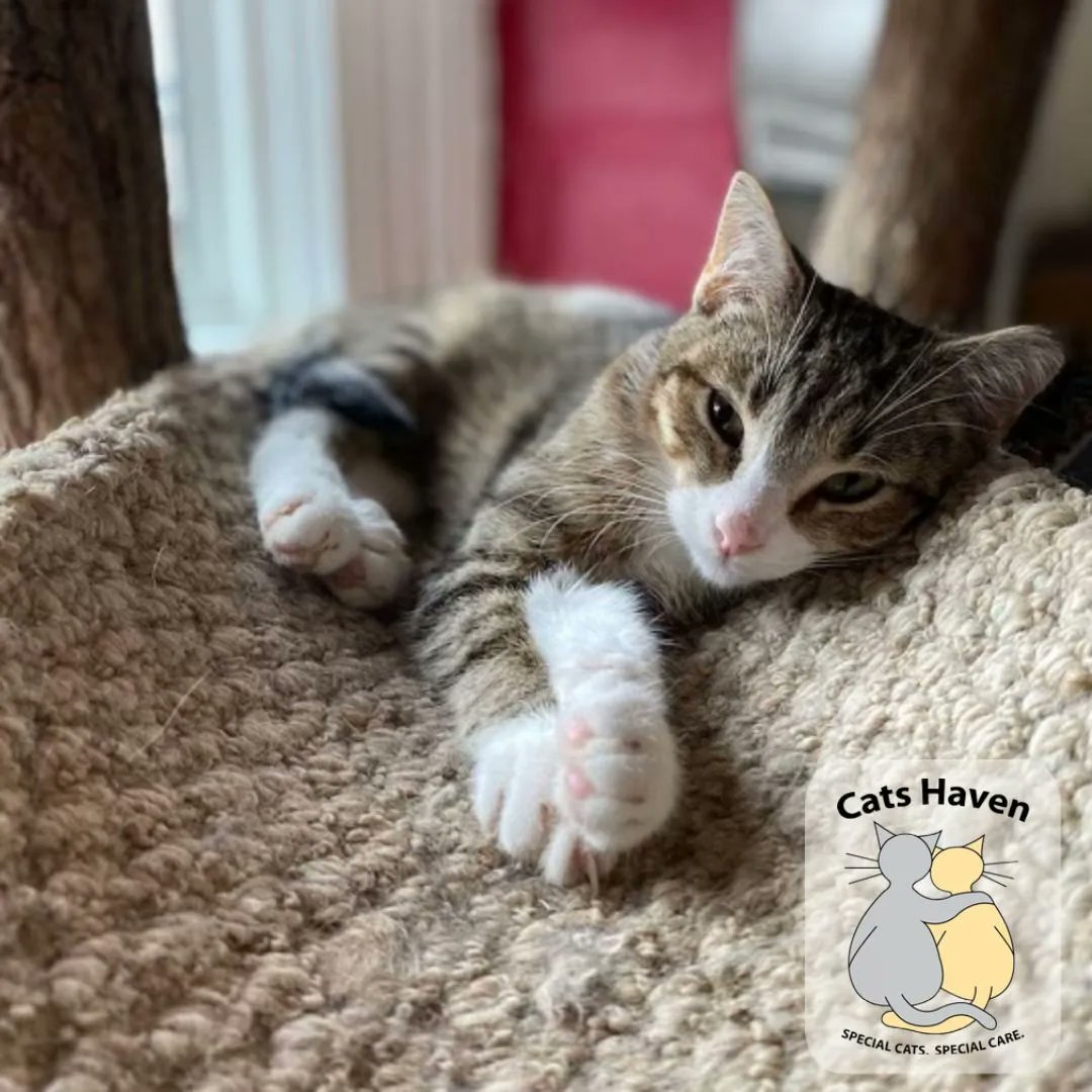 In celebration of #NationalAnimalShelterAndRescueAppreciationWeek, we're highlighting <a href="/CatsHaven/">Cats Haven</a> today! 🧡 They are the oldest no-kill cat sanctuary in Indy + provide a permanent home for special needs + senior cats. Learn more + volunteer/donate at catshaven.org!