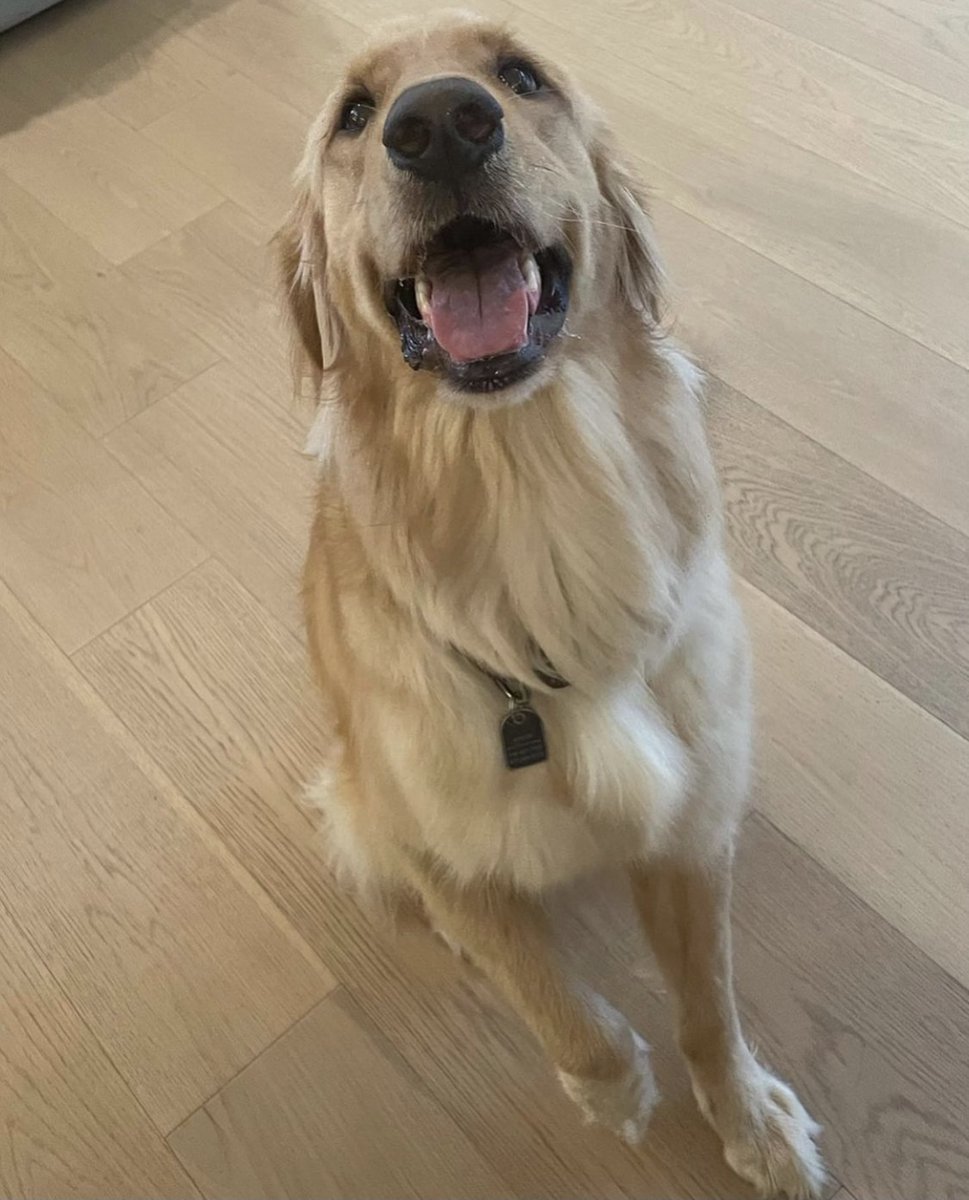 zuzuwellness's tweet photo. Feeling down? Here's a cute puppy for you! 🐶♥️ @thegentlemanwinston #letsvibetogether https://t.co/jPfJHd0HUk