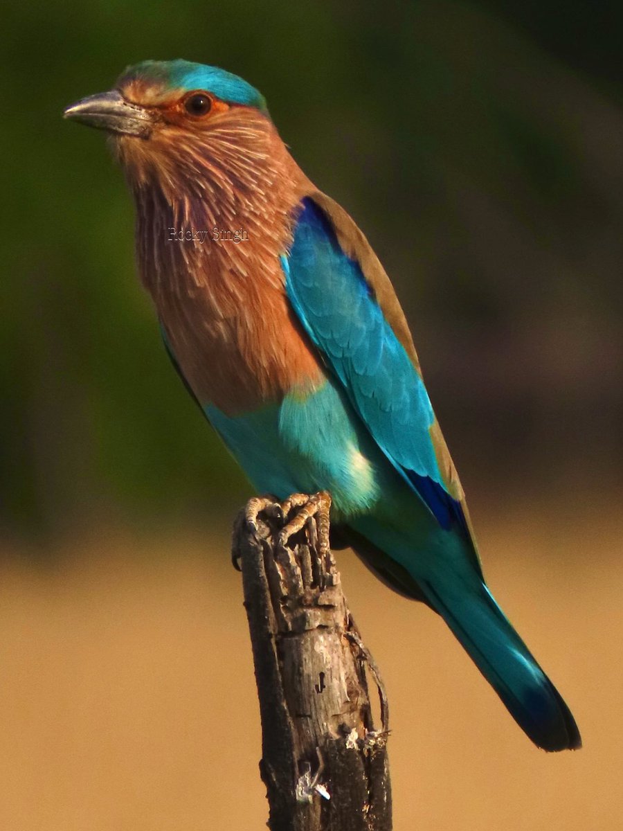 OrnithophileI's tweet photo. A common bird, easily seen, much photographed. Owing to its bold nature/reluctance to fly when approached by people, most will have a nice photograph of the Indian roller. The stunning colour however, will still make one catch their breath, it takes mine away, always #indiaves https://t.co/Js59iHtCWG