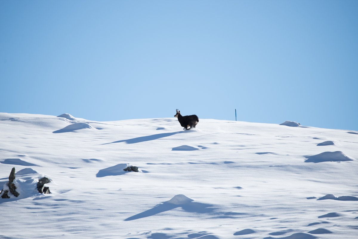 crazyfrenchguy's tweet image. 