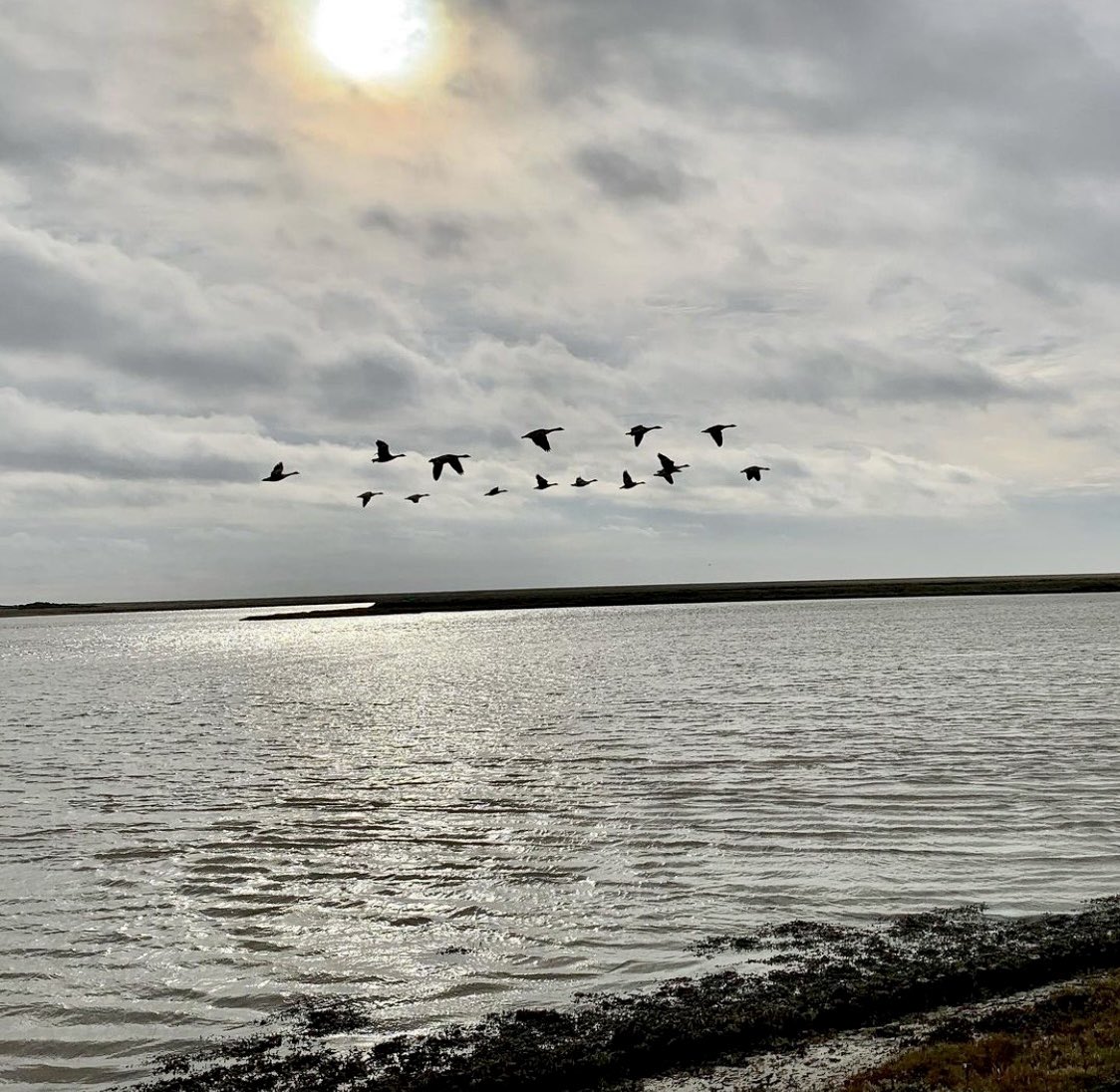 AldeOreTrust's tweet photo. Canadian Geese flying over the River Ore. Whilst they are not native to the UK, having been introduced from North America about 300 years ago, they are a common bird across most of the country, nesting on flooded gravel pits and reservoirs.#Suffolk
#sosestuary #riverore #charity https://t.co/72OzYFP3NH