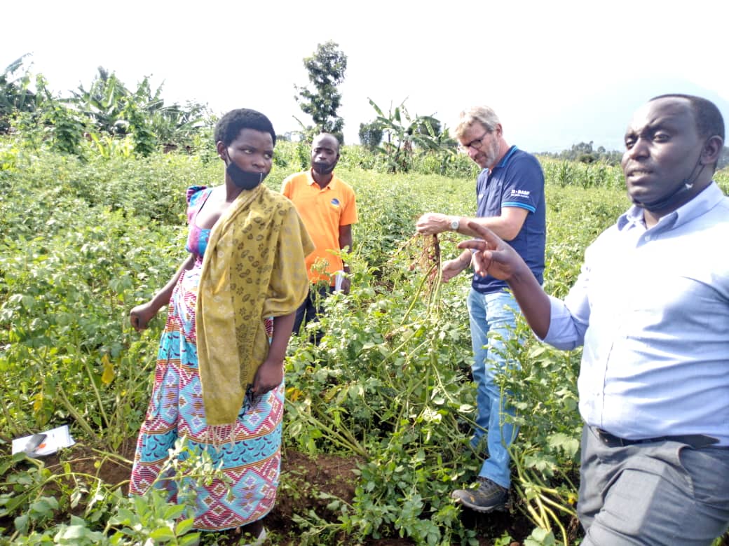 Farmers' Potato Academy (FPA) in Rwanda tweet media