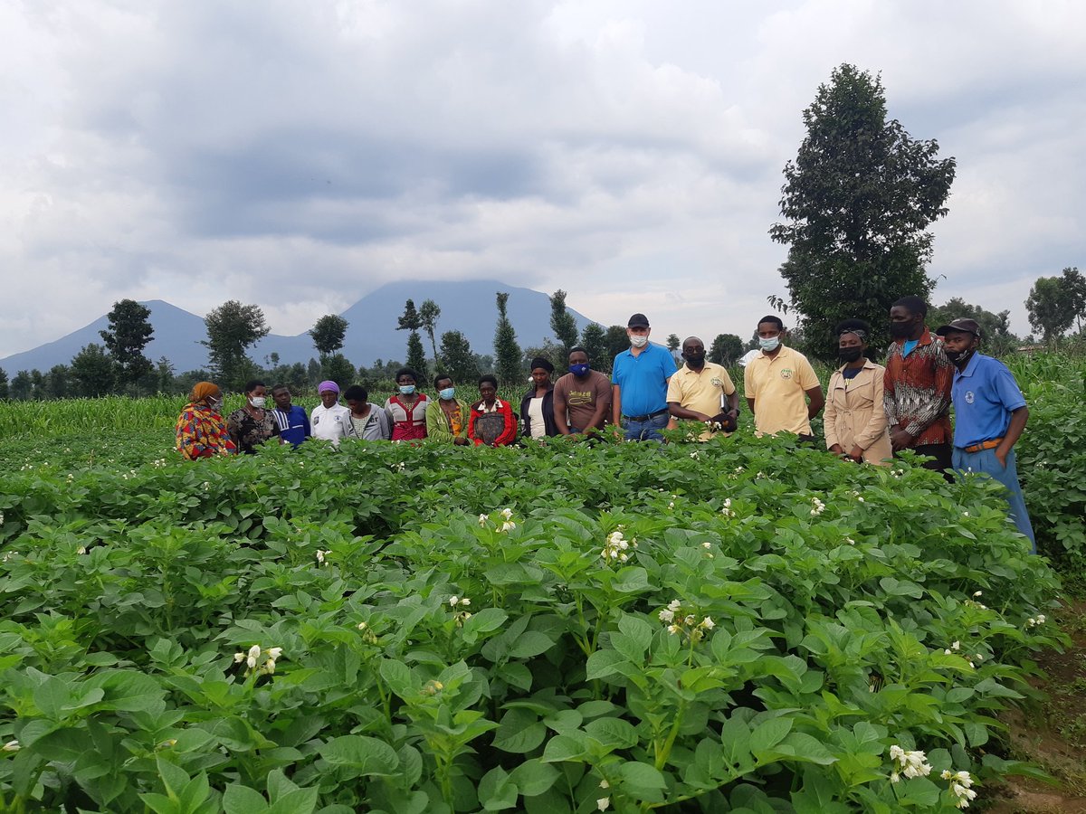 Farmers' Potato Academy (FPA) in Rwanda tweet media