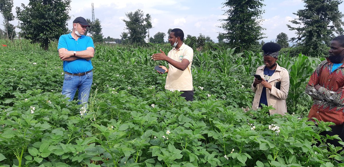 2nd day on the field with <a href="/RwandaAgriBoard/">Rwanda Agriculture & Animal Resources Devpt Board</a> ,<a href="/Agriterra/">Agriterra</a> , <a href="/ImbaragaO/">Rwanda Farmers Organization "IMBARAGA "</a> ,<a href="/Agripool_advice/">Agriterra Agripool</a> ,<a href="/AgriterraRwanda/">Agriterra Rwanda</a> . Strengthening Agricultural advisory services #Potato