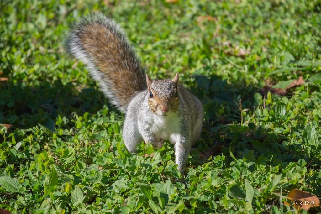 JAKDA24's tweet photo. Scoiattolo

Nikon D7200
18-105 mm ~ f/5,6 ~ ISO 400

#nikon #nikond7200 #nikonitalia #ig_italia #igtorino #igpiemonte #turin #torino #picoftheday #scoiattolo #squirrel #green #naturephotography #nature #natura #parcodelvalentino #parco #animal #animals #… https://t.co/DTJ4wJ9reB https://t.co/xyNbX7JIkj