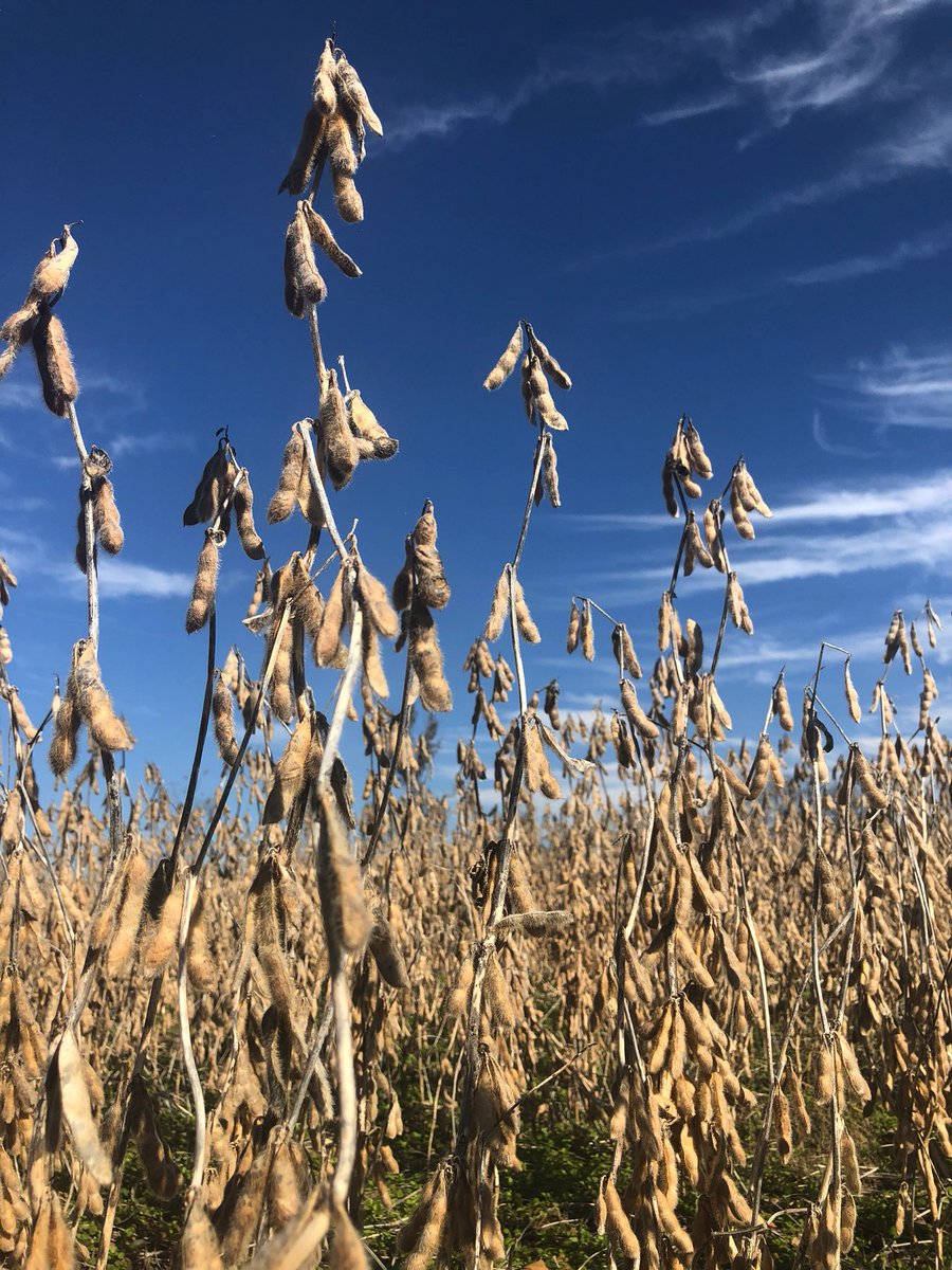 AKientzy's tweet image. You are going down today!  #mosoy #soybean #harvest21 #harvestday832