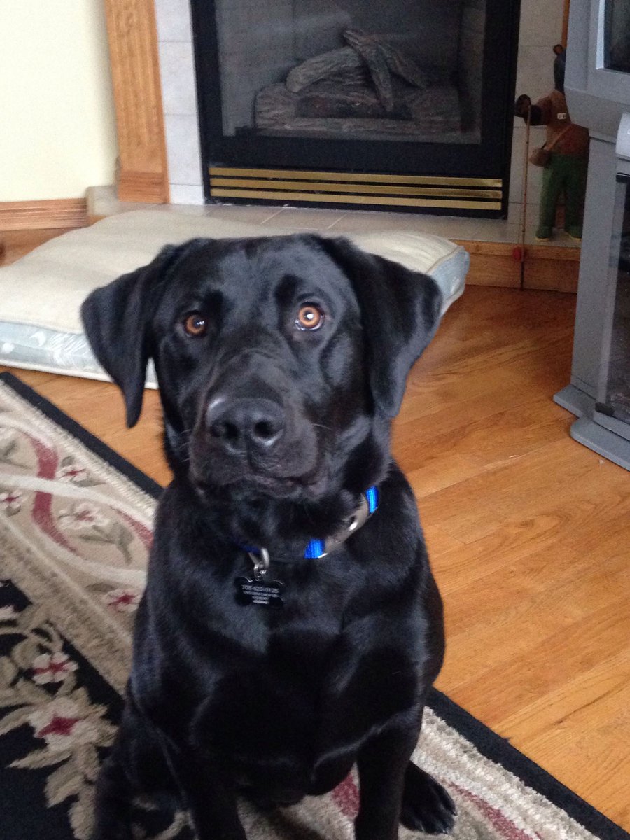brianvendramin's tweet photo. When you have a break in between classes and your dog finds out, plus the weather is gorgeous. Sure, let's go outside! #November9th #MaxForTheWin https://t.co/3He6qegQeP