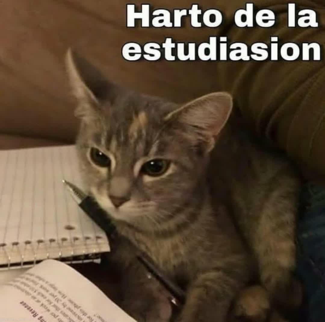 gatito_shitpost's tweet photo. https://t.co/AY4UpQSPQk