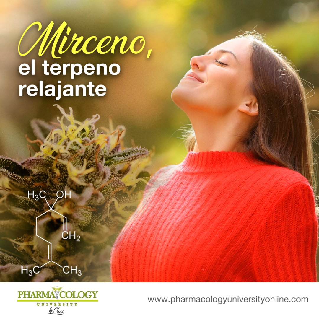 PUBogotaCentro's tweet photo. El #mirceno actúa como anti-inflamatorio y suele ser utilizado para conciliar el sueño. Su composición en la variante #índica puede ser del 60 al 80%.
En los #animales tiene propiedades sedantes, analgésicas y de relajante muscular.
¿Conocías éste #terpeno? https://t.co/D3bcsgwwn3