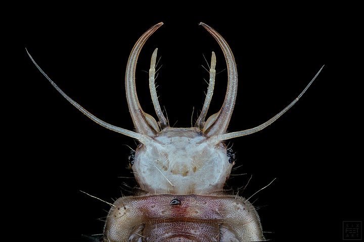 sagaOptics's tweet photo. Lacewing larva. On this little larva I was able to spot the larva of a parasite. You can see an enlargement of the section in the second picture. 274 single images on a magnification of 10:1
#lacewing #florfliege #parasit #parasite #microscope #mikroskop #insects #insekten https://t.co/YQOxImHKUw
