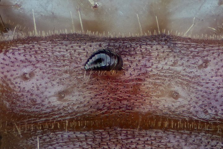 sagaOptics's tweet photo. Lacewing larva. On this little larva I was able to spot the larva of a parasite. You can see an enlargement of the section in the second picture. 274 single images on a magnification of 10:1
#lacewing #florfliege #parasit #parasite #microscope #mikroskop #insects #insekten https://t.co/YQOxImHKUw