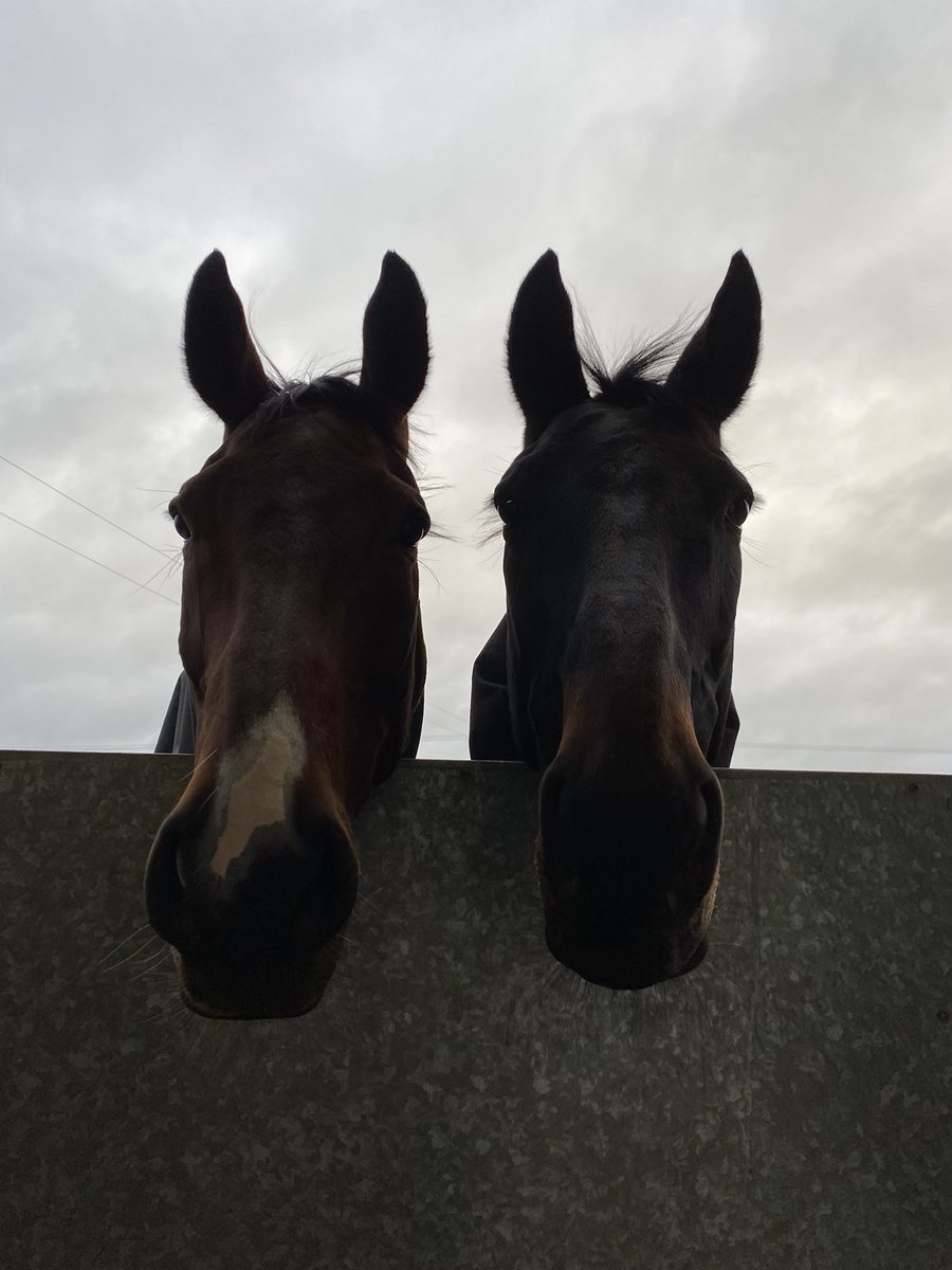 We believe it’s past our teatime???#BlackAeroplane #Hungry #Teatime #CheltenhamRacecourse #Theking#carningli#bestfriends#retired#spoilt
