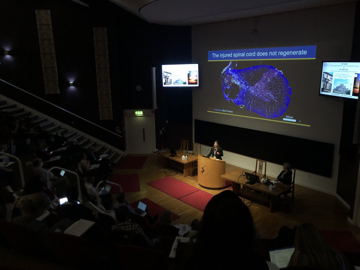 mlane_neuro's tweet photo. Amazing SCI session this morning and incredible data blitz sessions with the trainees at #NECTAR2021 / #INTR2021! I’m extremely proud of everyone on my team for representing! @KunathLab @SpeciallKaay @Tara58029902 @Victori02382918 @LZholudeva @mmscrc @DrexelNow #SpinalCordInjury https://t.co/dhpJeE6c78
