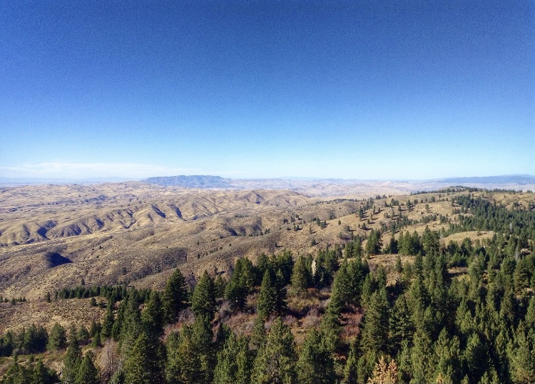 BroncoSportsXC's tweet photo. We're coming โฌ๏ธ to the wire on #TrailTuesday...
An 8โฃ-mile trail above 5โฃ,0โฃ0โฃ0โฃ feet, ๐๐๐ธโ๐ โ๐โ๐ is a very popular and well-maintained trail. Runners are rewarded at the trailโs peak with stunning views of the entire Treasure Valley.
#BleedBlue #RunBoise https://t.co/fhVxe0hMEG